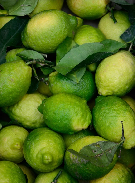 Molecular Harmony Mist– Prebiotic Face Mist